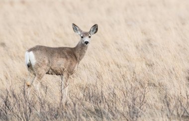 Vahşi doğada geyik