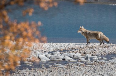 Vahşi doğadaki çakal.