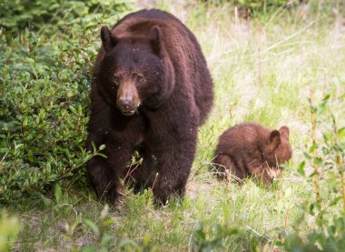 Kara ayı vahşi doğada