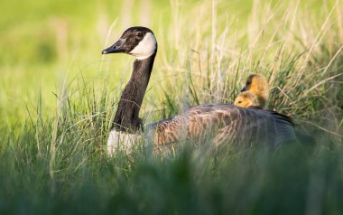 Kanada kaz ailesi vahşi doğada