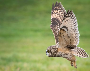 Vahşi doğada kısa kulaklı baykuş