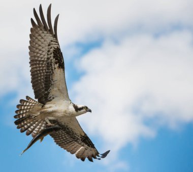 Osprey vahşi doğada