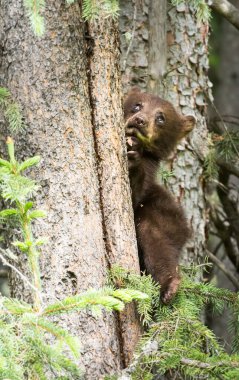Kara ayı ailesi vahşi doğada