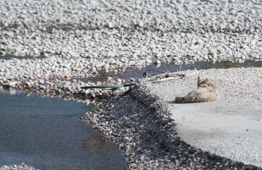 Vahşi doğadaki çakal.