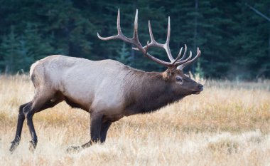 Rut sırasında Boğa Geyiği