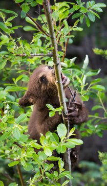 Vahşi doğada siyah ayı cb
