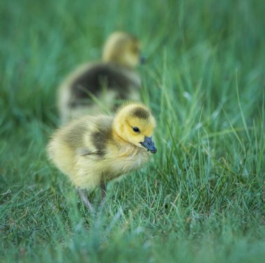 Vahşi doğada Goslings