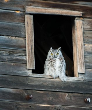 Vahşi doğada Büyük Boynuzlu Baykuş