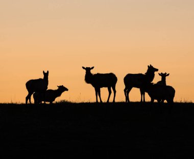 Vahşi doğadaki geyik