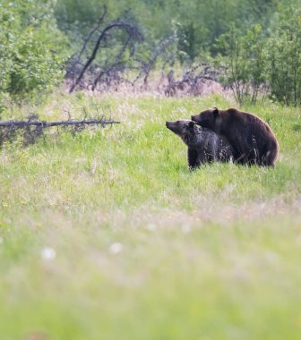 Vahşi doğada boz ayı