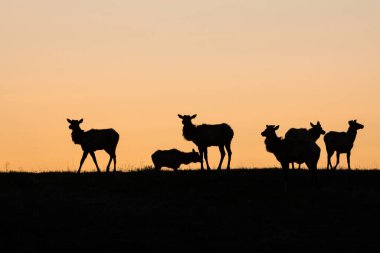 Vahşi doğadaki geyik