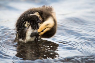 Mallard vahşi doğada saklanıyor.