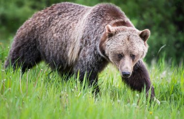 Vahşi doğada boz ayı