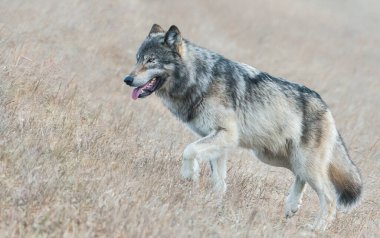 Vahşi doğadaki gri kurt.