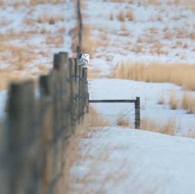 Karlı baykuş vahşi doğada