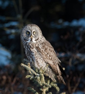 Büyük gri baykuş vahşi doğada, alberta, Kanada