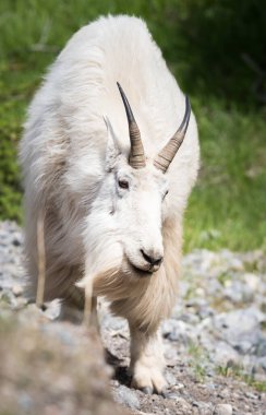 Dağ Keçisi vahşi, ulusal park, Jasper, Kanada