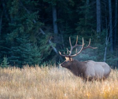 Vahşi doğada boğa geyiği
