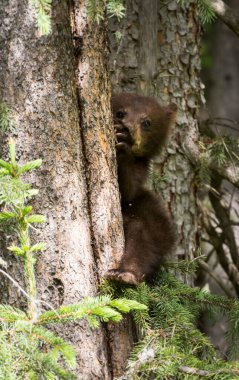 Kara ayı ailesi vahşi doğada