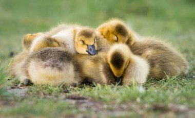 Kanada kaz ailesi vahşi doğada