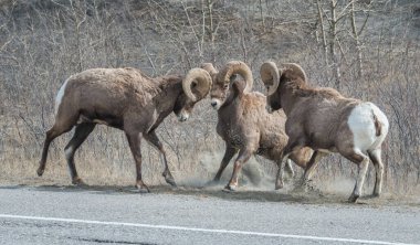 Tekdüzelik sırasında kocaboynuzlu koçlar