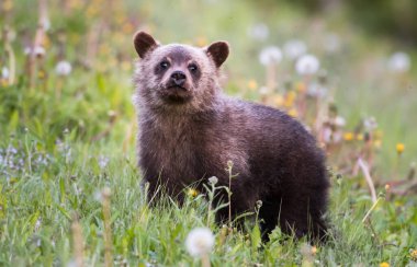 Vahşi doğada boz ayı