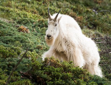 Dağ Keçisi vahşi, ulusal park, Jasper, Kanada