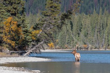 Rut sırasında Boğa Geyiği