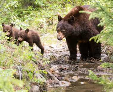 Kara ayı vahşi doğada