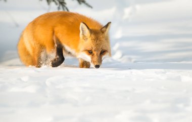 Kızıl tilki vahşi doğada