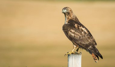 Çitin üzerine tünemiş görkemli şahinin manzarası
