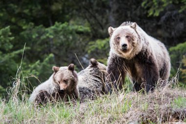 Vahşi doğada boz ayı