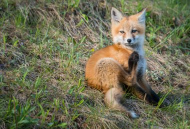 Parktaki güzel kızıl tilki manzarası