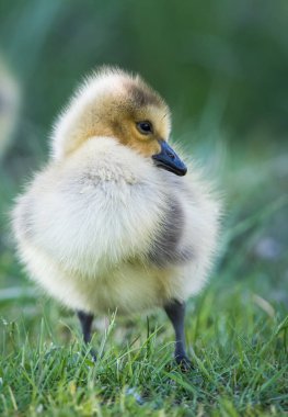 Vahşi doğada homurdanmak