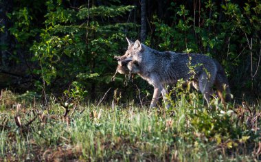 Vahşi doğadaki çakal.