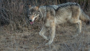 Vahşi doğadaki gri kurt.