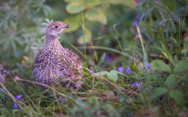 Kanada 'nın vahşi doğasında orman tavuğuna yakın çekim