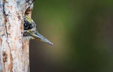 Üç parmaklı ağaçkakan yuvasında