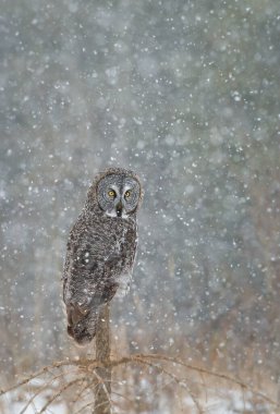 Büyük gri baykuş vahşi doğada, alberta, Kanada