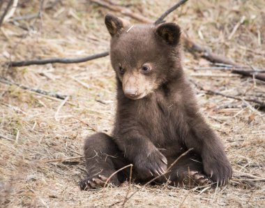 Vahşi doğada siyah ayı cb