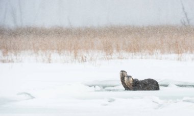 Doğadaki vahşi su samurlarını yakın çekim