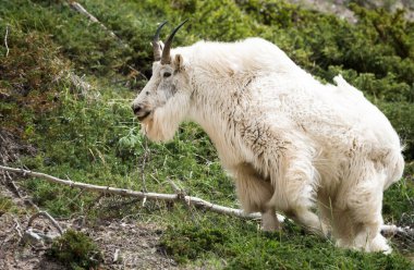 Dağ Keçisi vahşi, ulusal park, Jasper, Kanada