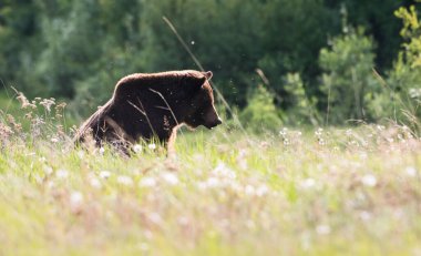 Vahşi doğada boz ayı
