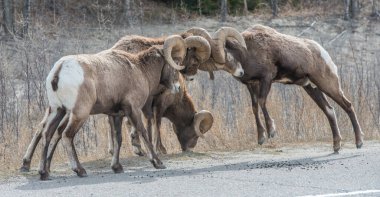 Tekdüzelik sırasında kocaboynuzlu koçlar