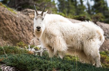 Dağ Keçisi vahşi, ulusal park, Jasper, Kanada