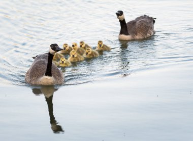 Kanada kaz ailesi vahşi doğada