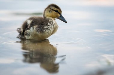 Yaban ördeği doğada