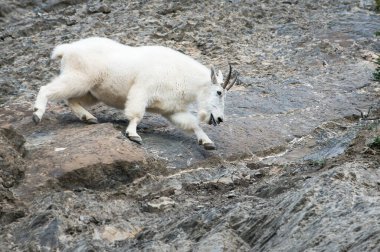 Dağ Keçisi vahşi, ulusal park, Jasper, Kanada