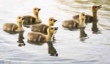Kanada kazı doğada