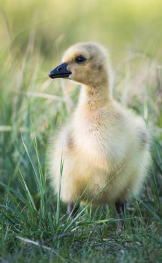 Vahşi doğada homurdanmak